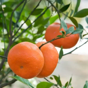 Murcott Mandarin Tree, Tangerine Tree, Murcott Citrus Fruit tree, Tangerine Fruit Tree 3 Feet Tall from the Pot Base