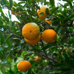 Live Tangerine Tree, Murcott Tangerine Tree Plant 3 Feet Tall Including Pot Height, Murcott Tangerine Fruit Tree Live, Tangerine Fruit Bushes Tree