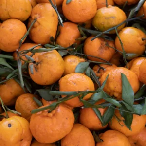 Live Tangerine Tree, Murcott Tangerine Tree Plant 3 Feet Tall Including Pot Height, Murcott Tangerine Fruit Tree Live, Tangerine Fruit Bushes Tree