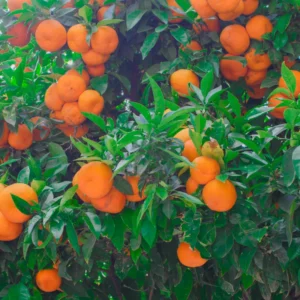 Live Tangerine Tree, Murcott Tangerine Tree Plant 3 Feet Tall Including Pot Height, Murcott Tangerine Fruit Tree Live, Tangerine Fruit Bushes Tree