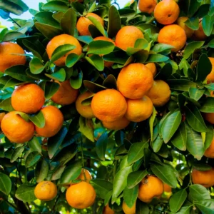 Murcott Mandarin Tangerine Orange Fruit Tree, Grafted Murcott Tangerine Tree From 2 Feet In Pot, Murcott Tangerine Fruit Plant Live, Murcott Tangerine Fruit Tree Outdoor