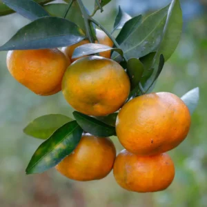 Murcott Tangerine Tree, Sweet Tangerine Fruit Tree, Murcott Tangerine Live Fruit Tree, Large Citrus Tree 2 To 3 Feet Height Live In Pot