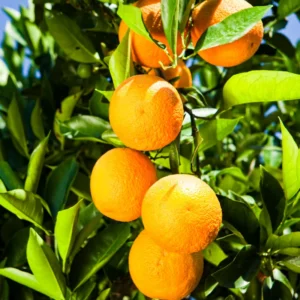 Murcott Tangerine Tree, Sweet Tangerine Fruit Tree, Murcott Tangerine Live Fruit Tree, Large Citrus Tree 2 To 3 Feet Height Live In Pot