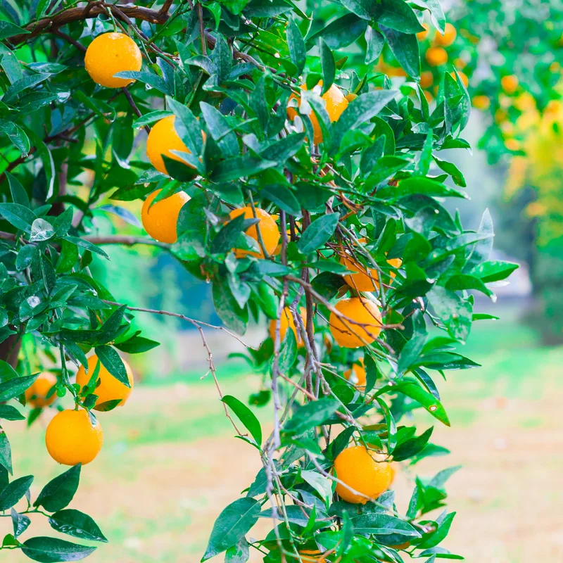 Murcott Mandarin Tangerine Tree, Grafted Murcott Tangerine 3 Feet Tall, Murcott Tangerine Tree In Pot, Murcott Tangerine Fruit Tree Live Plant Outdoor