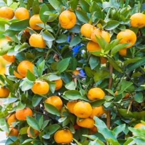 Murcott Mandarin Tangerine Tree, Grafted Murcott Tangerine 3 Feet Tall, Murcott Tangerine Tree In Pot, Murcott Tangerine Fruit Tree Live Plant Outdoor