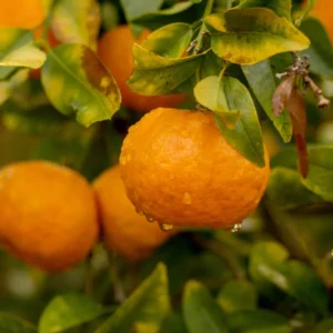 Murcott Mandarin Tangerine Tree, Grafted Murcott Tangerine 3 Feet Tall, Murcott Tangerine Tree In Pot, Murcott Tangerine Fruit Tree Live Plant Outdoor