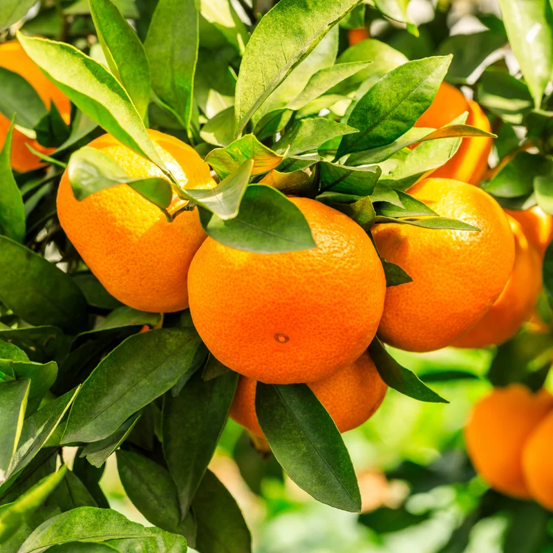 Murcott Mandarin Tangerine Tree, Grafted Murcott Tangerine 3 Feet Tall, Murcott Tangerine Tree In Pot, Murcott Tangerine Fruit Tree Live Plant Outdoor
