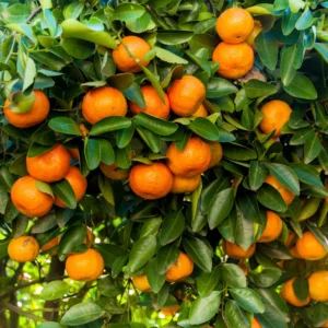 Live Tangerine Tree, Murcott Tangerine Tree Plant 3 Feet Tall Including Pot Height, Murcott Tangerine Fruit Tree Live, Tangerine Fruit Bushes Tree