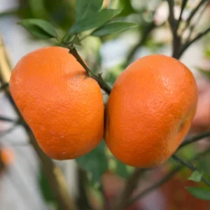 Murcott Mandarin Tangerine Orange Fruit Tree, Grafted Murcott Tangerine Tree From 2 Feet In Pot, Murcott Tangerine Fruit Plant Live, Murcott Tangerine Fruit Tree Outdoor