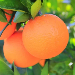 Red Navel Orange Tree, Grafted Orange 3 Feet Tall In Gallon Pot, Live Red Navel Orange Tree, Orange Fruit Tree, Fruit Tree Live Plant Outdoor