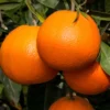 Red Navel Orange Tree Live Plant, Rede Orange Tree Live Plant Navel Orange Tree Citrus 3 Feet Tall In Gallon Pot, Grafted Fruit Tree