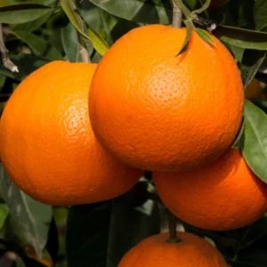 Red Navel Orange Tree Live Plant, Rede Orange Tree Live Plant Navel Orange Tree Citrus 3 Feet Tall In Gallon Pot, Grafted Fruit Tree