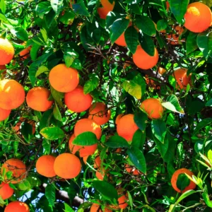 Red Navel Orange Tree, Grafted Orange 3 Feet Tall In Gallon Pot, Live Red Navel Orange Tree, Orange Fruit Tree, Fruit Tree Live Plant Outdoor