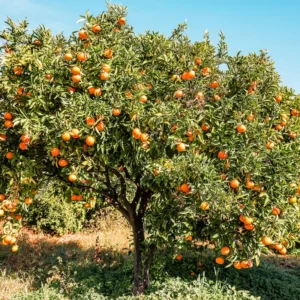 Red Navel Orange Tree Live Plant, Rede Orange Tree Live Plant Navel Orange Tree Citrus 3 Feet Tall In Gallon Pot, Grafted Fruit Tree