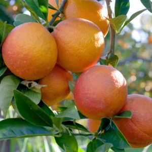 Seedless Navel Orange Tree, Red Navel Citrus Tree, Red Orange Fruit Tree 2 To 3 Feet Tall In Gallon Pot, Red Navel Orange Tree Live Plant Outdoor