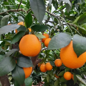 Seedless Navel Orange Tree, Red Navel Citrus Tree, Red Orange Fruit Tree 2 To 3 Feet Tall In Gallon Pot, Red Navel Orange Tree Live Plant Outdoor