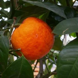 Red Navel Orange Tree Plant, Outdoor Navel Orange Tree 3 Feet Tall Including Gallon Pot Tall, Live Navel Orange Fruit Tree For Outdoor Planting