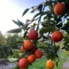 Blood Orange Tree, Red Orange Tree Live, Large Orange Tree Live Plant, Grafted Citrus Tree 2 To 3 Feet Tall Gallon Pot, Live Orange Tree For Outdoor Planting