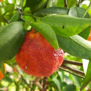 Blood Orange Tree Plant 2 Feet Tall, Live Orange Tree In Gallon Pot, Orange Outdoor Plant, Live Fruit Tree For Planting, Outdoor Tree Live