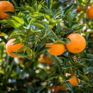 Red Navel Orange Tree Plant, Outdoor Navel Orange Tree 3 Feet Tall Including Gallon Pot Tall, Live Navel Orange Fruit Tree For Outdoor Planting