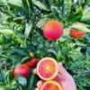 Blood Orange Tree Plant 2 Feet Tall, Live Orange Tree In Gallon Pot, Orange Outdoor Plant, Live Fruit Tree For Planting, Outdoor Tree Live