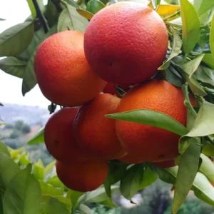 Live Blood Orange Tree, Orange Outdoor Fruit Tree 18 To 24 Inches Tall, Orange Plant Fruit Tree Live In Pot, Live Tree For Outdoor Planting