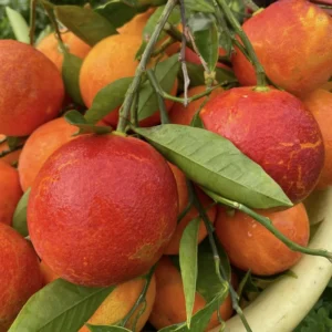 Blood Red Orange Tree, Live Orange Tree Large Tree 2 To 3 Feet Height Potted, Outdoor Orange Fruit Tree, Orange Tree Live Plant Outdoor