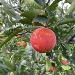 Live Blood Orange Tree, Orange Outdoor Fruit Tree 18 To 24 Inches Tall, Orange Plant Fruit Tree Live In Pot, Live Tree For Outdoor Planting