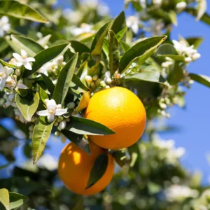 Orange Tree Valencia, Valencia Orange Tree Live Plant For Planting, Valencia Orange 3 Feet Height In Gallon Pot, Valencia Orange Outdoor Orange Tree