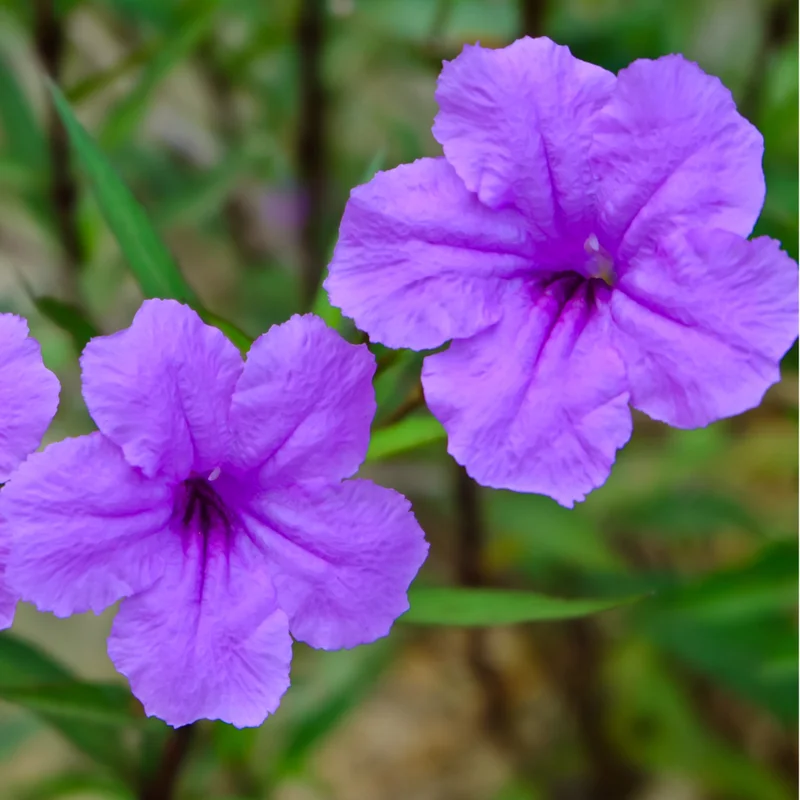 8 Inch Tall, 6 Inch Pot Mexican Petunia Plants For Planting Outdoors, Purple Mexican Petunias Live Plants Mexican Petunia Ruellia, Perennial Flower