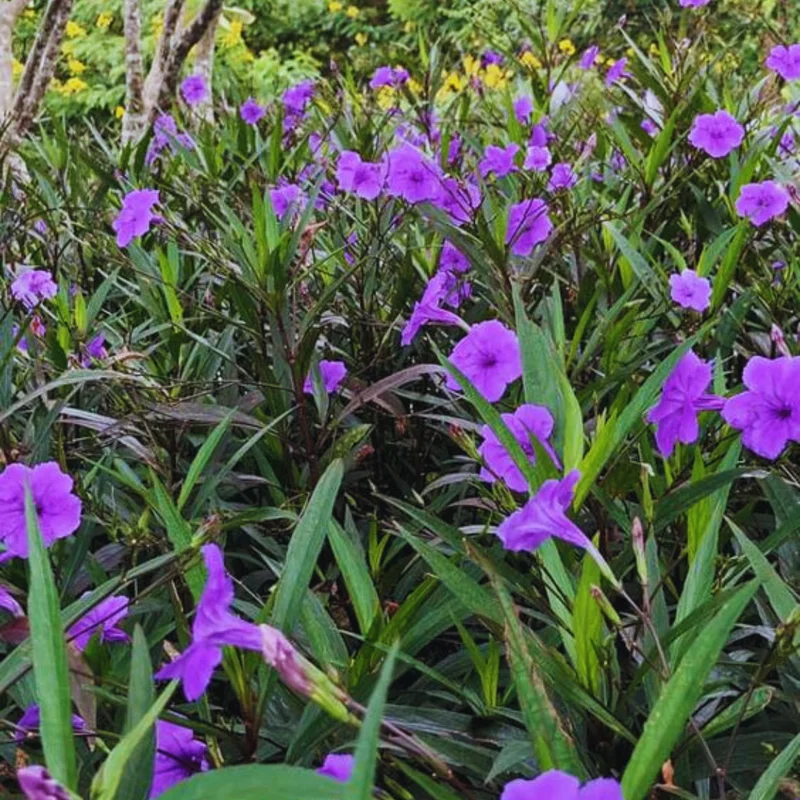 8 Inch Tall, 6 Inch Pot Mexican Petunia Plants For Planting Outdoors, Purple Mexican Petunias Live Plants Mexican Petunia Ruellia, Perennial Flower