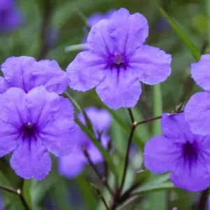 8 Inch Tall Mexican Petunias Live Plants Pink, Well Rooted Mexican Petunias Live Plants For Planting Outdoors, Potted