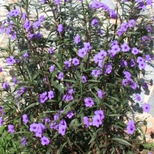 8 Inch Tall Mexican Petunias Live Plants Pink, Well Rooted Mexican Petunias Live Plants For Planting Outdoors, Potted