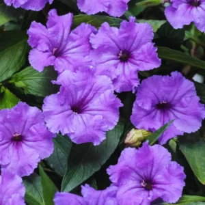 Mexican Petunias Live Plants, Mexican Petunias Live Plants Pink, Mexican Petunia Ruellia 8 Inch Tall, 6 Inch Pot