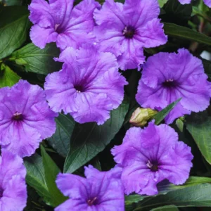 8 Inch Tall Mexican Petunias Live Plants Pink, Well Rooted Mexican Petunias Live Plants For Planting Outdoors, Potted