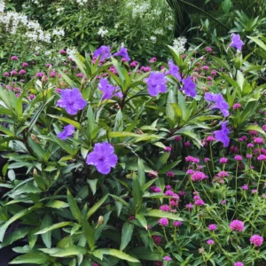 Mexican Petunias Live Plants, Mexican Petunias Live Plants Pink, Mexican Petunia Ruellia 8 Inch Tall, 6 Inch Pot