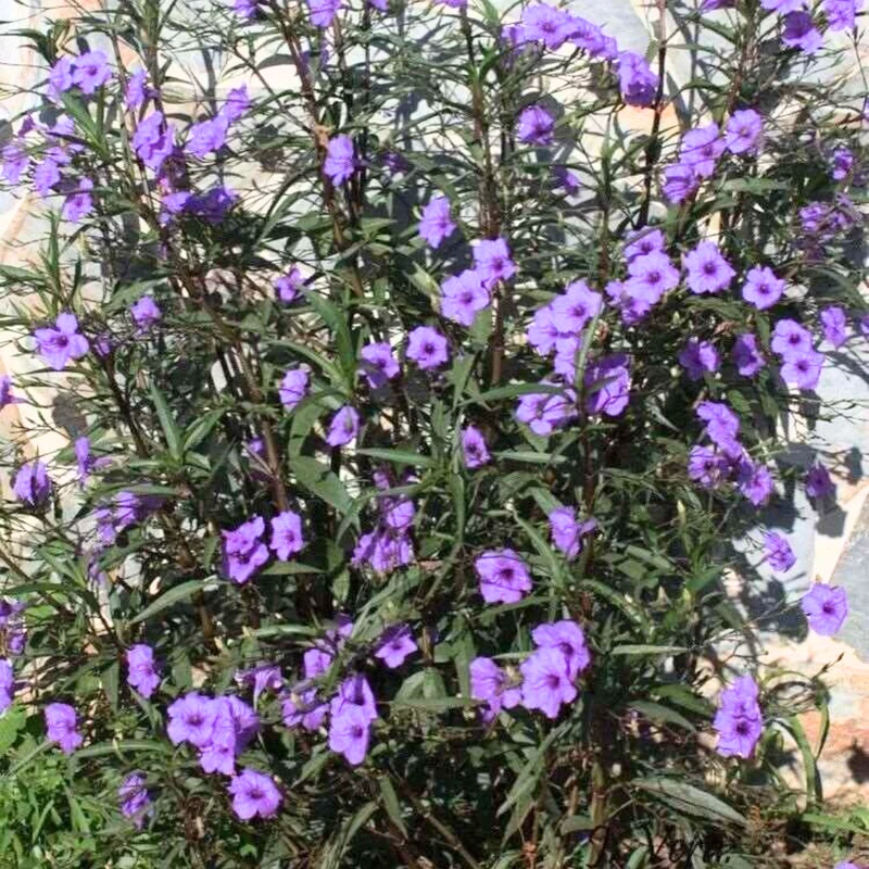8 Inch Tall, 6 Inch Pot Mexican Petunia Plants For Planting Outdoors, Purple Mexican Petunias Live Plants Mexican Petunia Ruellia, Perennial Flower