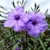 Mexican Petunias Live Plants, Mexican Petunias Live Plants Pink, Mexican Petunia Ruellia 8 Inch Tall, 6 Inch Pot