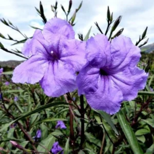 Mexican Petunias Live Plants, Mexican Petunias Live Plants Pink, Mexican Petunia Ruellia 8 Inch Tall, 6 Inch Pot