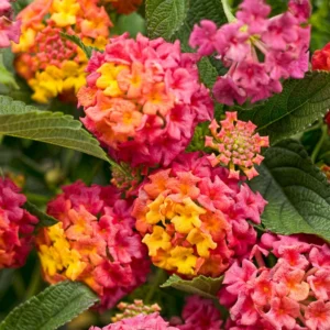 4 Lantana Live Plants For Planting Outdoors - 4 Inch Pot, 5 to 6 Inch Tall- Perennial Lantana Plants for Garden, Live Flowering Plants for Outdoor Spaces