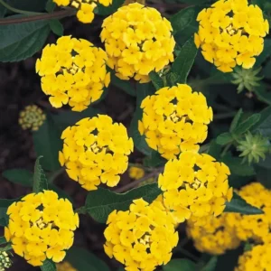 4 Lantana Live Plants For Planting Outdoors - 4 Inch Pot, 5 to 6 Inch Tall- Perennial Lantana Plants for Garden, Live Flowering Plants for Outdoor Spaces