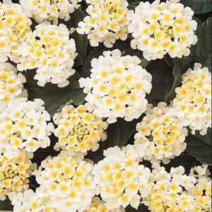 4 Lantana Live Plants For Planting Outdoors - 4 Inch Pot, 5 to 6 Inch Tall- Perennial Lantana Plants for Garden, Live Flowering Plants for Outdoor Spaces