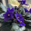 African Violet Plant Live In 4 Inch Pot - Perfect for Indoor Garden, African Violet Flowers
