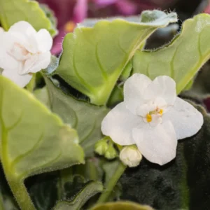 African Violet Plant Live In 4 Inch Pot - Perfect for Indoor Garden, African Violet Flowers