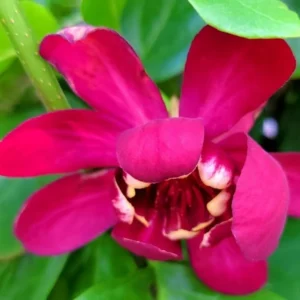 Red Pink Sweetshrub Live Shrub Plant - Fragrant - 4 Inch Pot