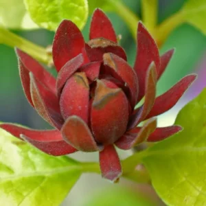 Red Pink Sweetshrub Live Shrub Plant - Fragrant - 4 Inch Pot