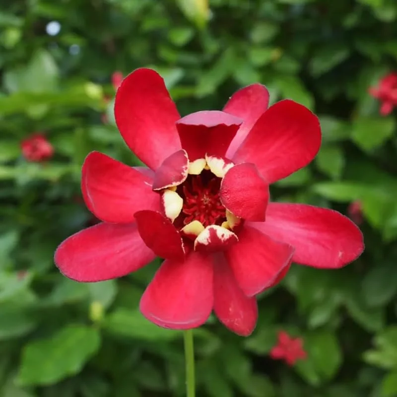 Red Pink Sweetshrub Live Shrub Plant - Fragrant - 4 Inch Pot