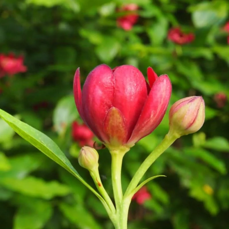 Red Pink Sweetshrub Live Shrub Plant - Fragrant - 4 Inch Pot