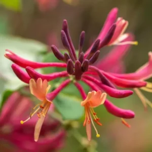 Fragrant Peach and Cream Climbing Honeysuckle Plant Live Vine, Lonicera Perennial Honeysuckle Plants in 2.5 Inch Pot, 7-10