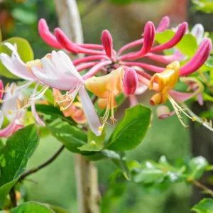 Fragrant Serotina Belgica Honeysuckle Plant Live Vine, Late Dutch Lonicera Perennial Honeysuckle Plants in 2.5 Inch Pot